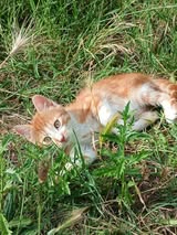 Adopter Océane