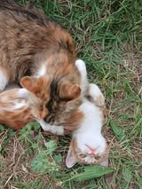 Adopter Océane