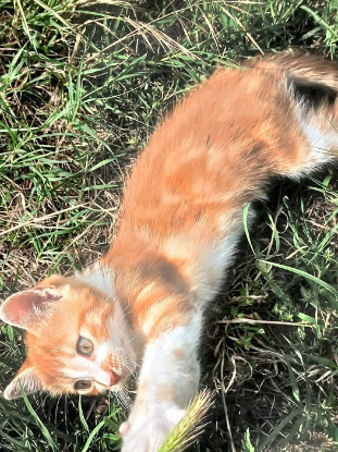 Adopter Océane