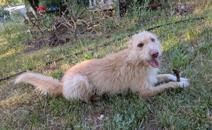 Adopter Pistache