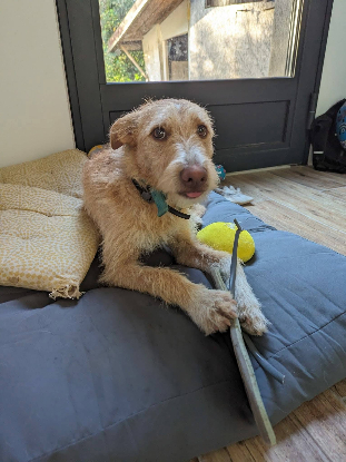 Adopter Pistache