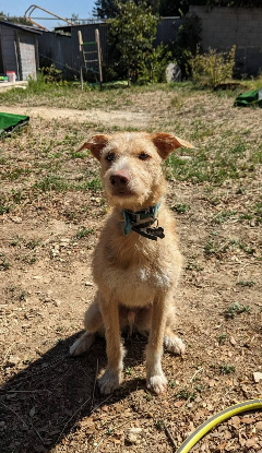 Adopter Pistache