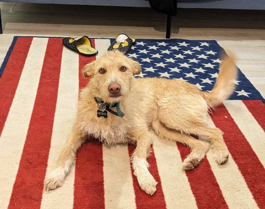 Adoption Pistache