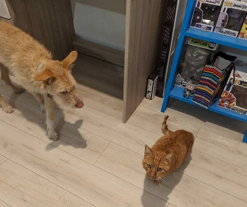 Adoption Pistache