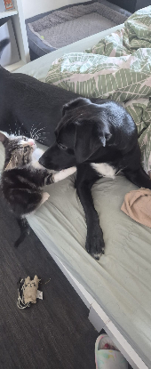 Adopter Nina