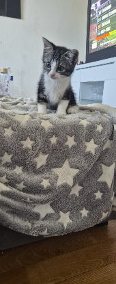 Adopter Nina