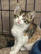 Adopter Thelma