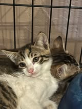 Adopter Thelma