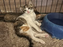 Adoption Thelma