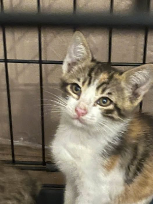 Adopter Thelma