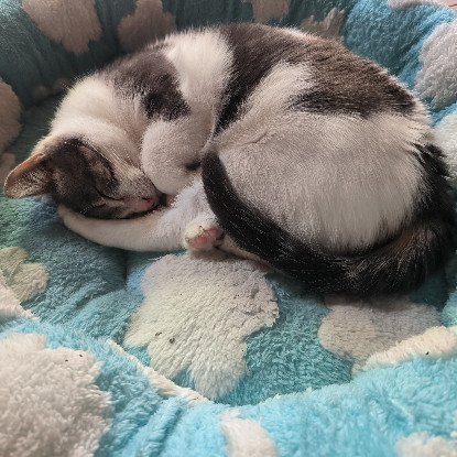 Adoption Balzac