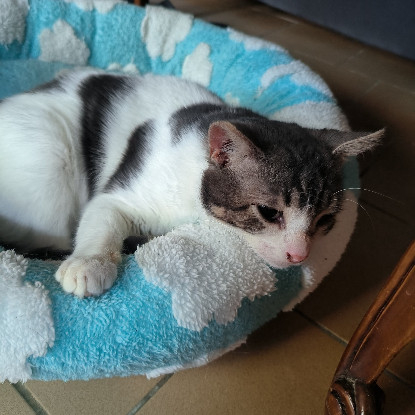 Adoption Balzac