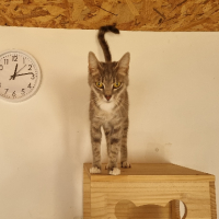 Adopter  chat : Bonnemine