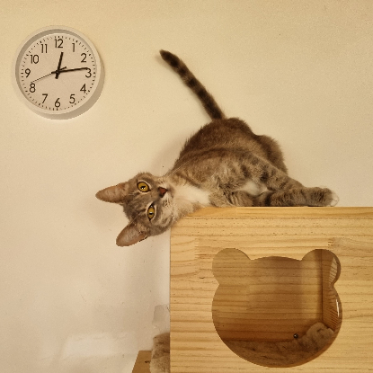 Adopter Bonnemine