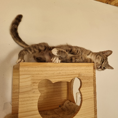 Adopter Bonnemine