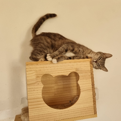 Adoption Bonnemine