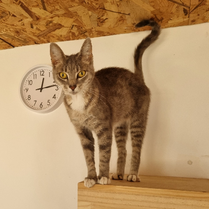 Adoption Bonnemine