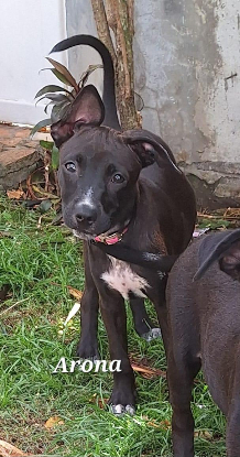 Adopter Arona