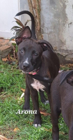 Adopter  chien : Arona