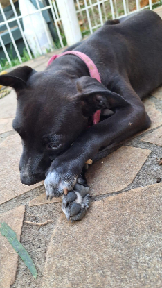 Adopter Arona