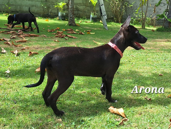 Adopter Arona