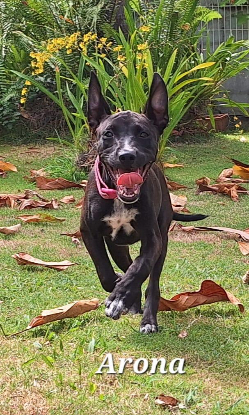 Adoption Arona
