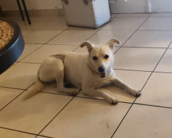 Adopter  chien : Bora