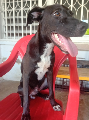 Adopter Cheeky