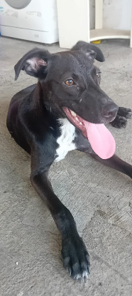 Adopter Cheeky