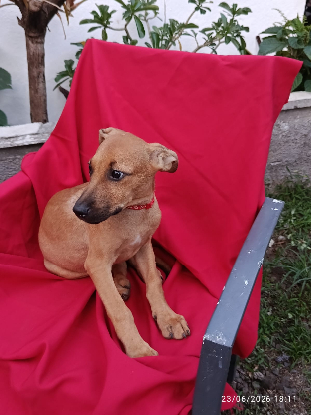 Adopter Cody