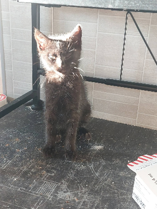 Adopter Vega