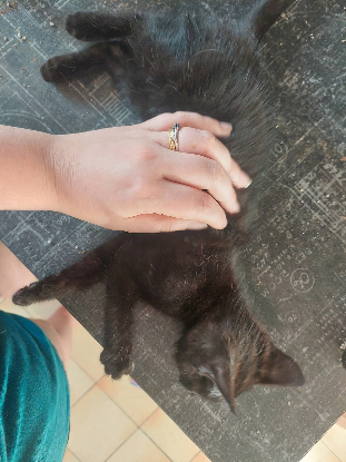 Adopter Vega