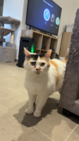 Adopter  chat : Kalissy