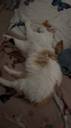 Adoption Kalissy