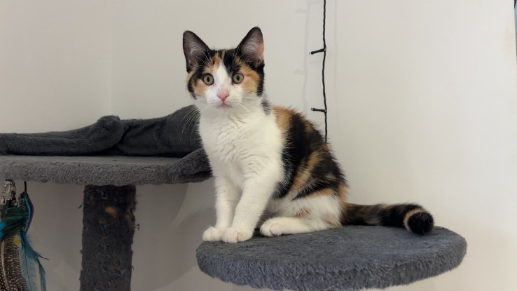 Adopter Raya