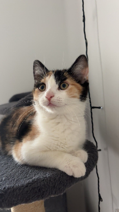 Adopter Raya