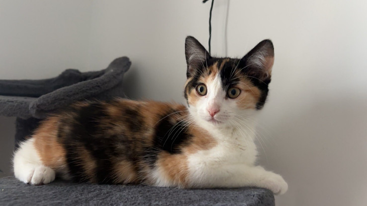 Adopter Raya