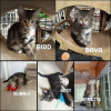 Fraterie de 5 chatonnes bird