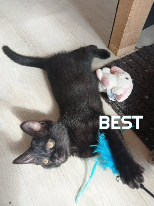 Adopter Fraterie de 5 chatonnes bird