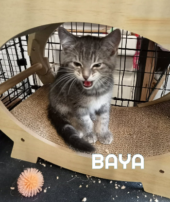 Adopter Fraterie de 5 chatonnes bird