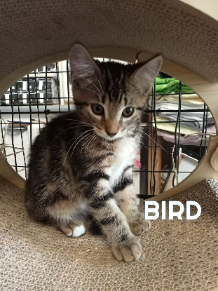 Adoption Fraterie de 5 chatonnes bird