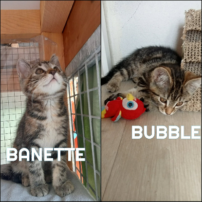 Adoption Fraterie de 5 chatonnes bird