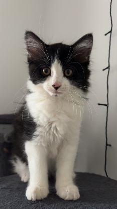 Adopter Koda