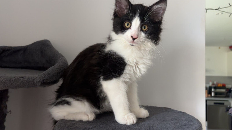 Adopter Koda