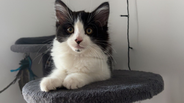 Adopter Koda