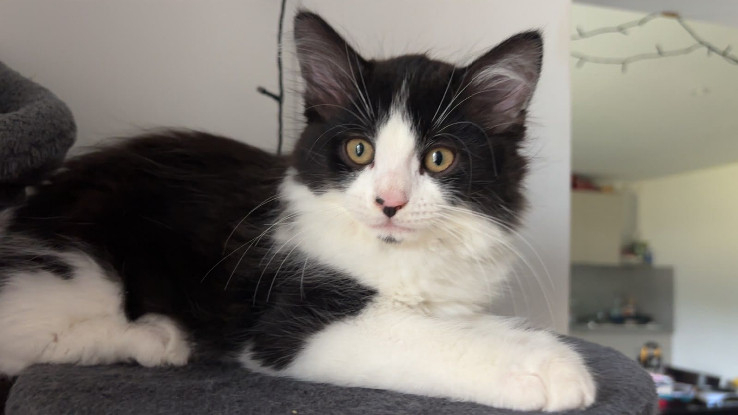 Adoption Koda