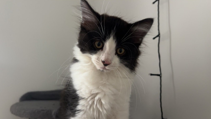 Adoption Koda