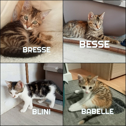 Adopter Fraterie de 4 : bresse
