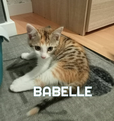 Adopter Fraterie de 4 : bresse