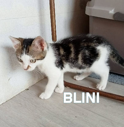 Adopter Fraterie de 4 : bresse